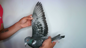 Pigeon image