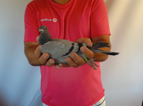 Pigeon image