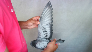 Pigeon image