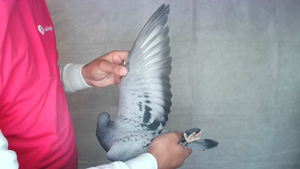 Pigeon image