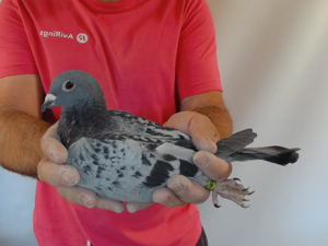 Pigeon image