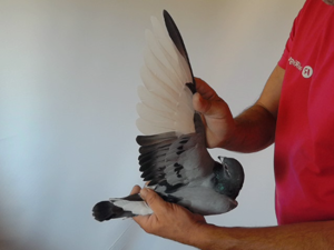 Pigeon image
