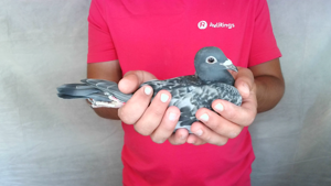 Pigeon image