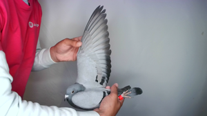 Pigeon image