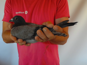Pigeon image