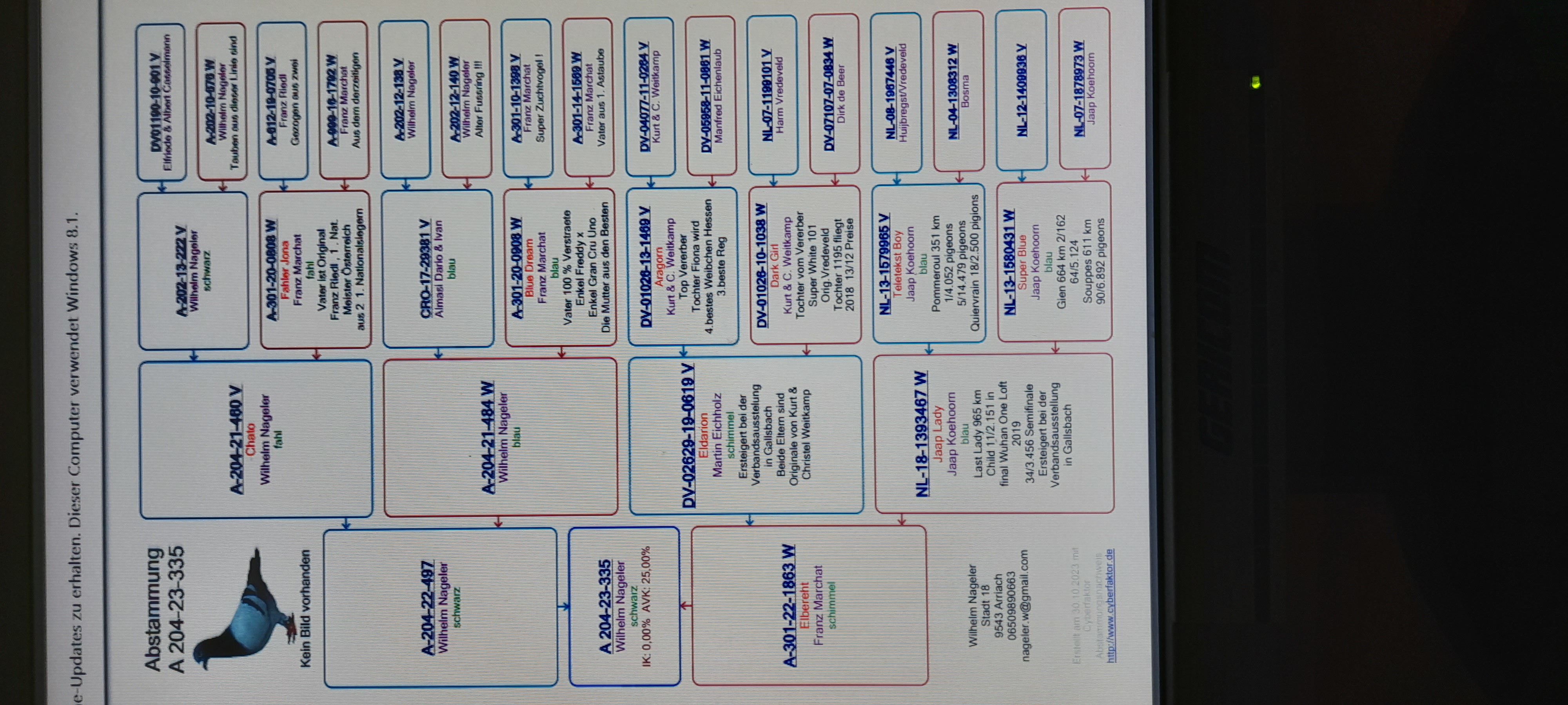 Pigeon pedigree image