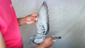 Pigeon image