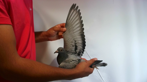 Pigeon image