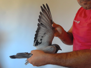 Pigeon image