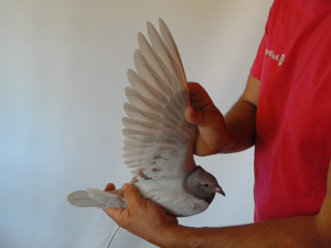 Pigeon image