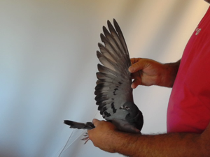 Pigeon image