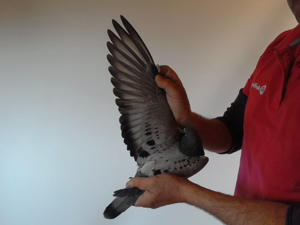 Pigeon image