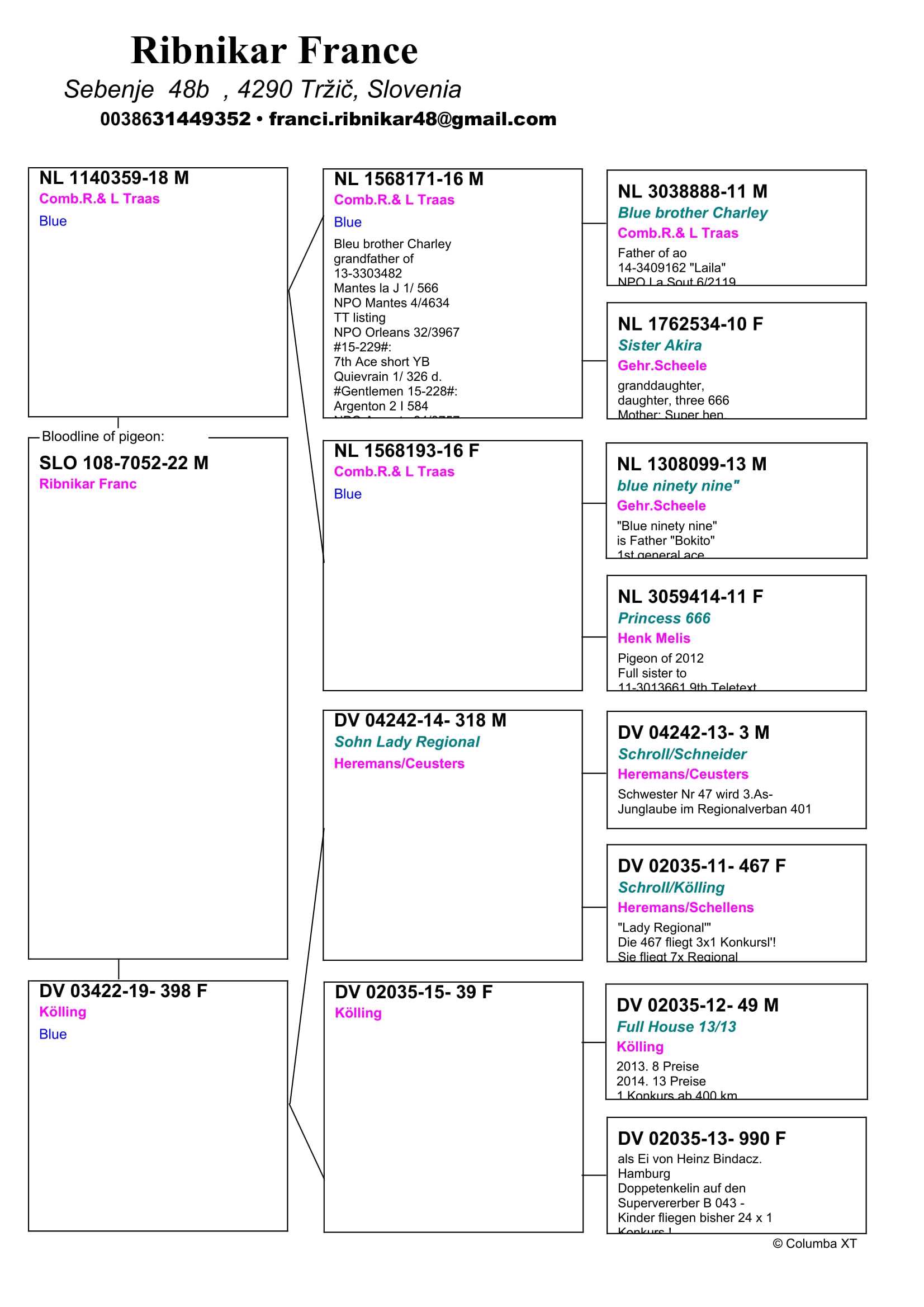Pigeon pedigree image