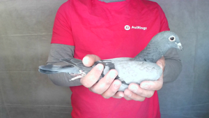 Pigeon image