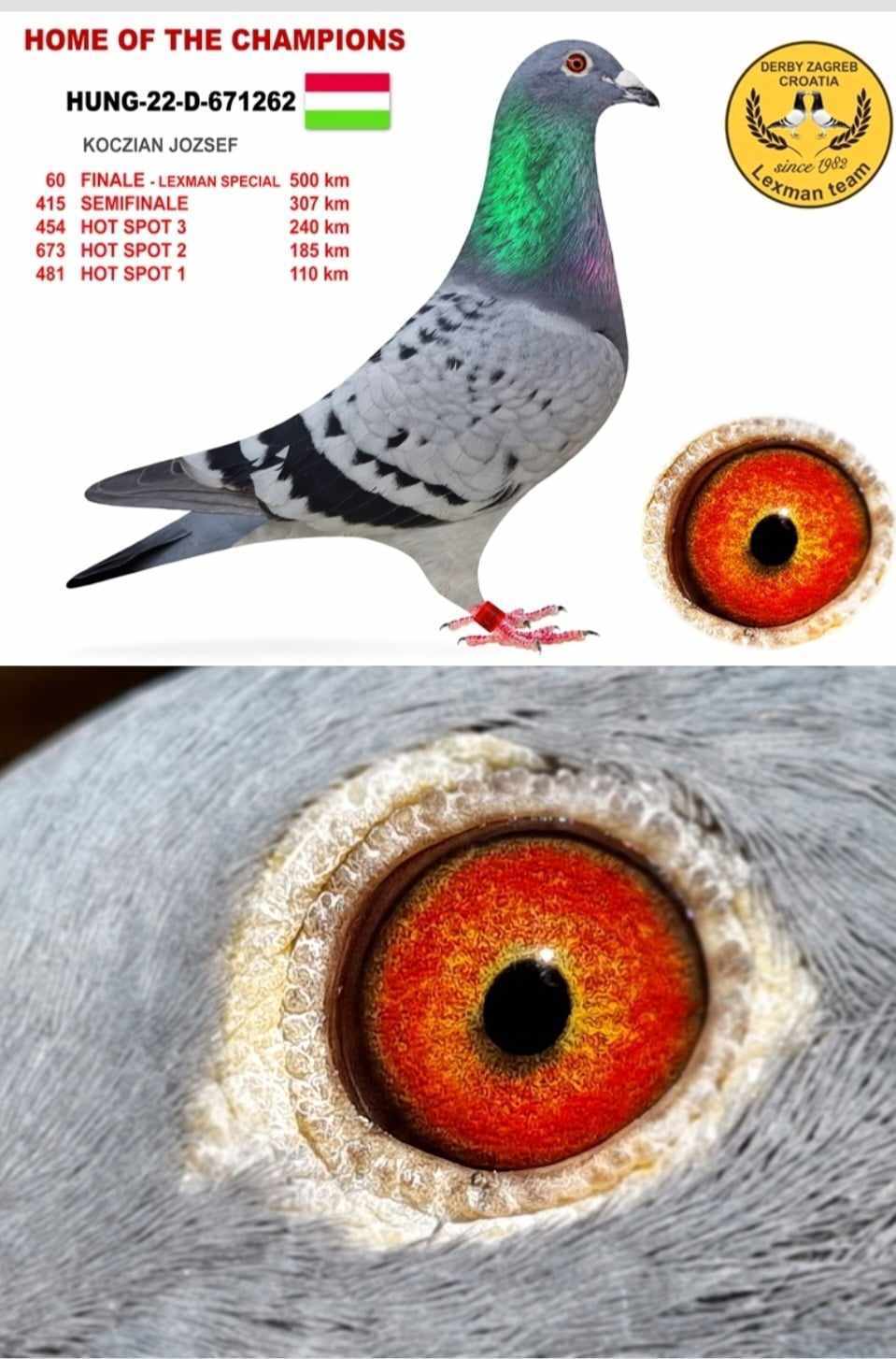 Pigeon pedigree image