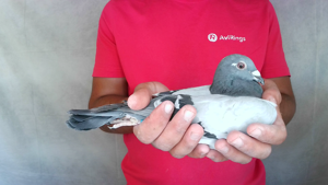 Pigeon image