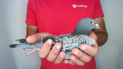 Pigeon image