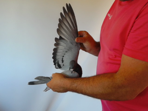 Pigeon image