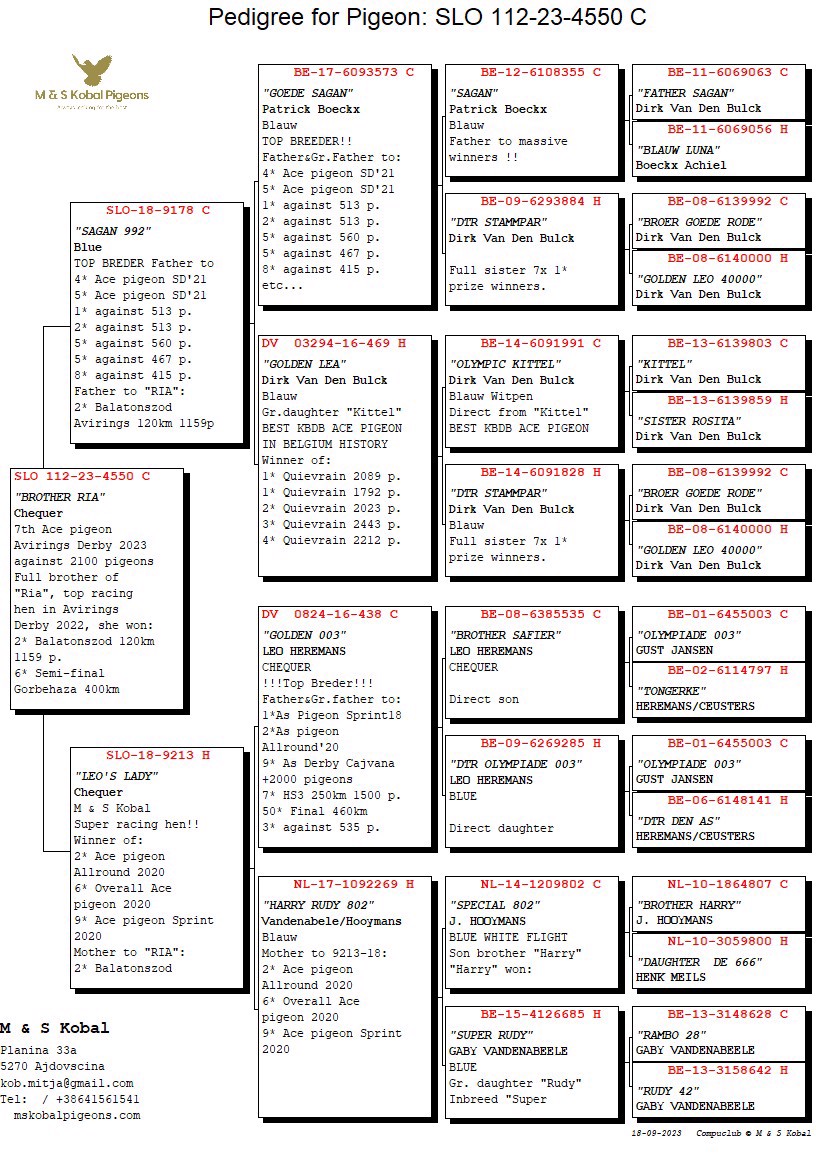 Pigeon pedigree image