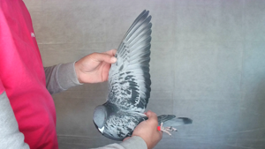 Pigeon image