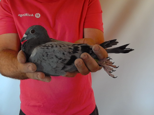 Pigeon image