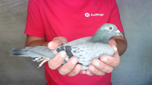 Pigeon image