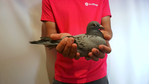 Pigeon image