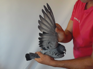 Pigeon image