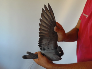 Pigeon image