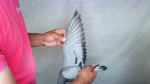 Pigeon image