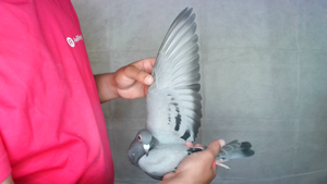 Pigeon image