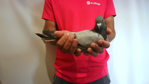 Pigeon image