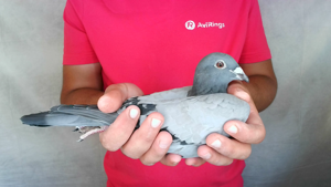 Pigeon image