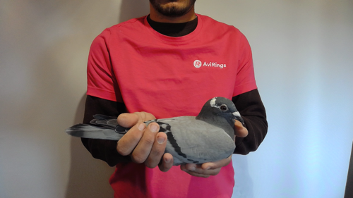 Pigeon image