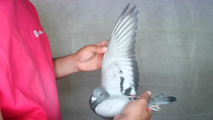 Pigeon image