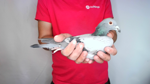 Pigeon image