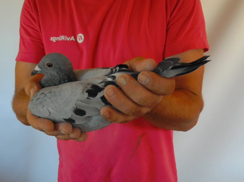 Pigeon image
