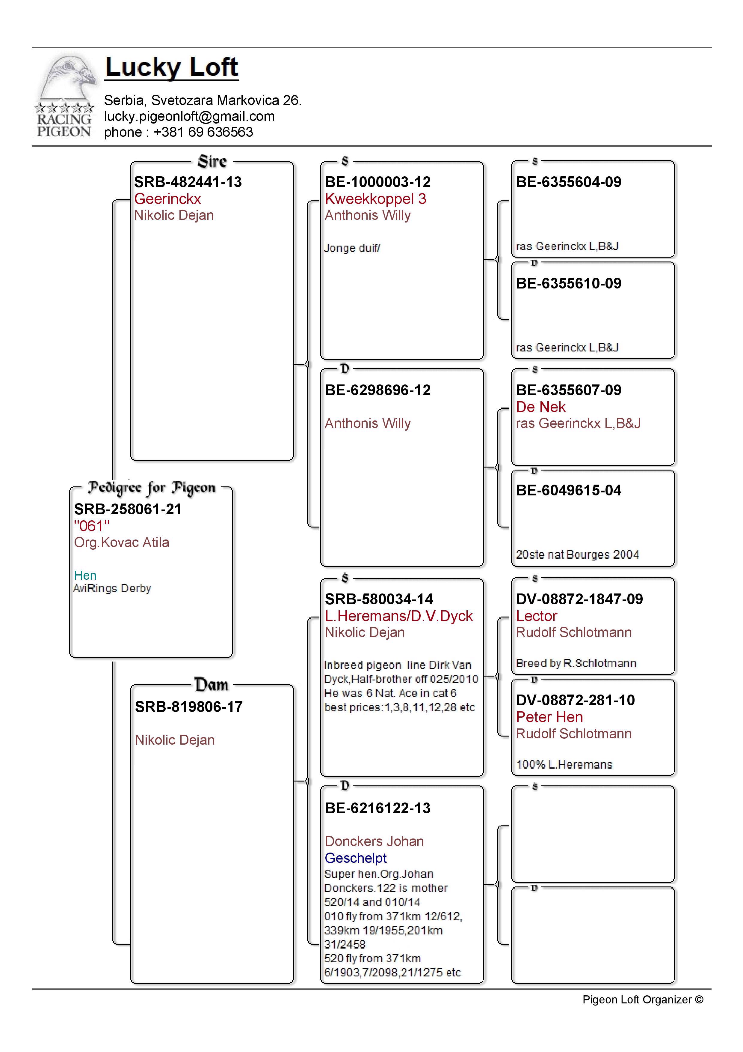 Pigeon pedigree image
