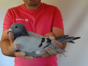 Pigeon image