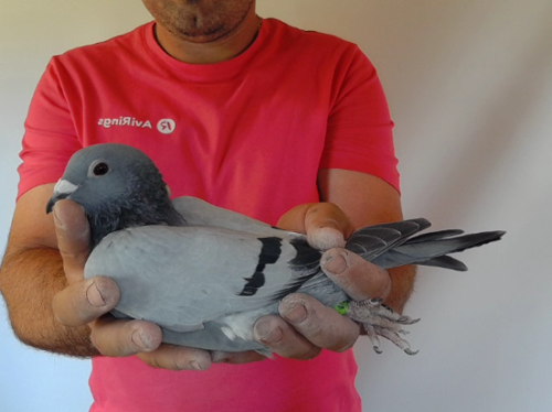 Pigeon image
