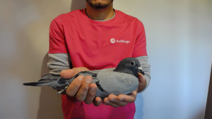 Pigeon image