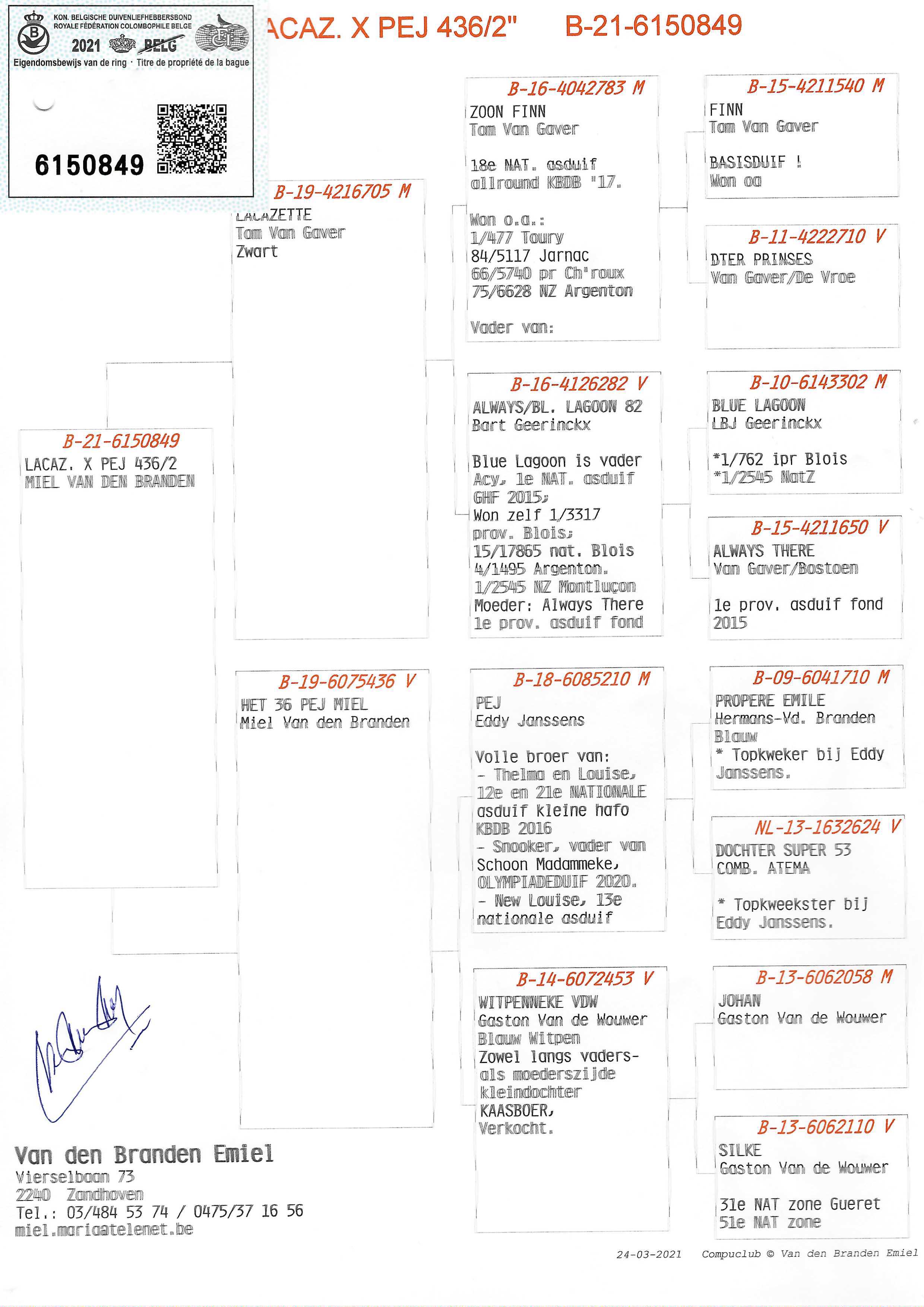 Pigeon pedigree image