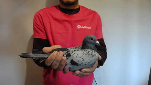 Pigeon image