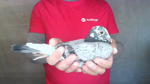 Pigeon image
