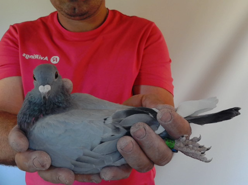 Pigeon image