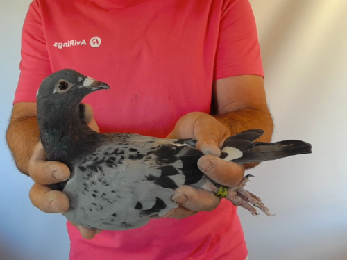 Pigeon image