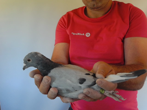 Pigeon image