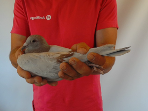 Pigeon image