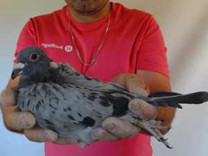 Pigeon image
