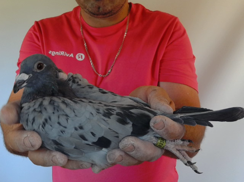 Pigeon image